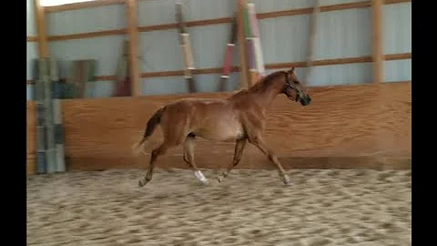 Butters - June 2020