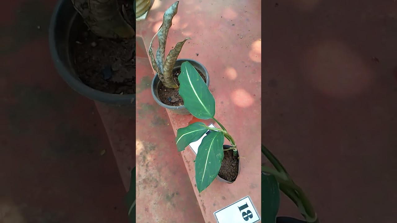 විසිතුරු පැළ රුපියල් 50/  සිට plant sale  5 sanitha plants 0720671862