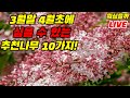 3월말 4월초에 심을 수 있는 나무추천 10가지 (feat. 나무아빠)