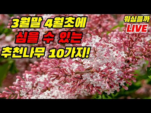 3월말 4월초에 심을 수 있는 나무추천 10가지 (feat. 나무아빠)