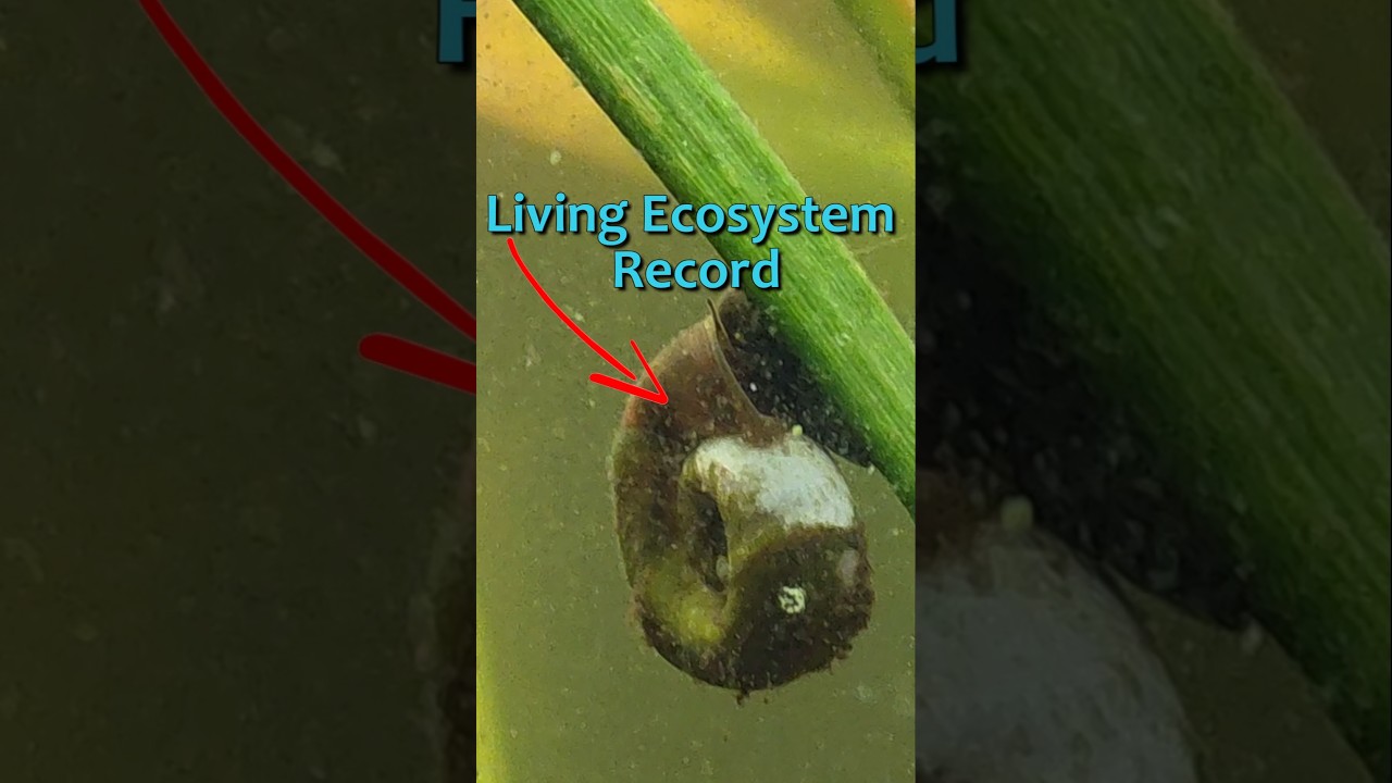 Reading Snail Shell History