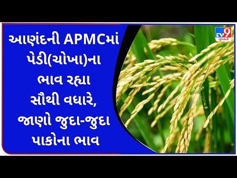 આનંદ APMCમાં પેડી (ચોખા)ના મહત્તમ ભાવ રૂપિયા 1680 રહ્યા, જાણો જુદા જુદા પાકના ભાવ |tv9news