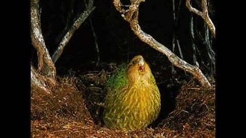 kakapo video