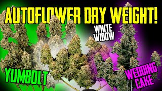 Autoflower Dry Weight 2x4 Results! Yumbolt, Wedding Cake and White Widow!
