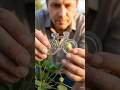 Strawberry Bani Bicycle!AmazingTime-lapse #fruit #ai #strawberry #agriculture#aifood #short #princes