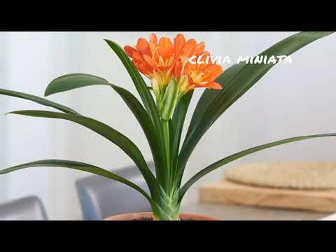 Video: Clivia: Pangangalaga Sa Bahay, Mga Pagkakaiba-iba: Cinnabar, Miniata, Sari-sari. Paano Gumawa Ng Pamumulaklak Ng Clivia?