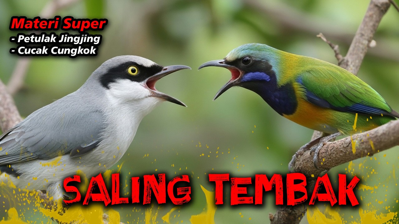 MATERI MAUT SALING TEMBAK PETULAK JINGJING VS CUCAK CUNGKOK