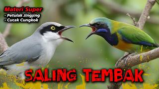 Materi Maut Saling Tembak Petulak Jingjing Vs Cucak Cungkok