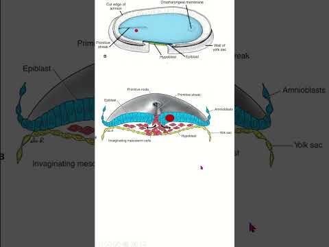 how primordial germ cell reach the genital ridge #embryology #anatomy #biology
