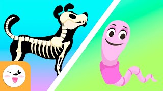 Vertebrate and invertebrate animals  Educational videos for kids