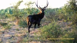 Baluran National Park, The Home of the Wild