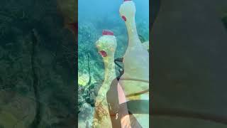 SCUBA DIVING CHICKEN!   #shorts