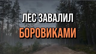 видео: 💥💣ЛЕС ВЗОРВАЛСЯ БОРОВИКАМИ! ЭТО НАДО ВИДЕТЬ! Грибы 2025 картинка: 💥💣ЛЕС ВЗОРВАЛСЯ БОРОВИКАМИ! ЭТО НАДО ВИДЕТЬ! Грибы 2025