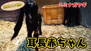 ミミナガヤギの赤ちゃん産まれた時から耳長い！