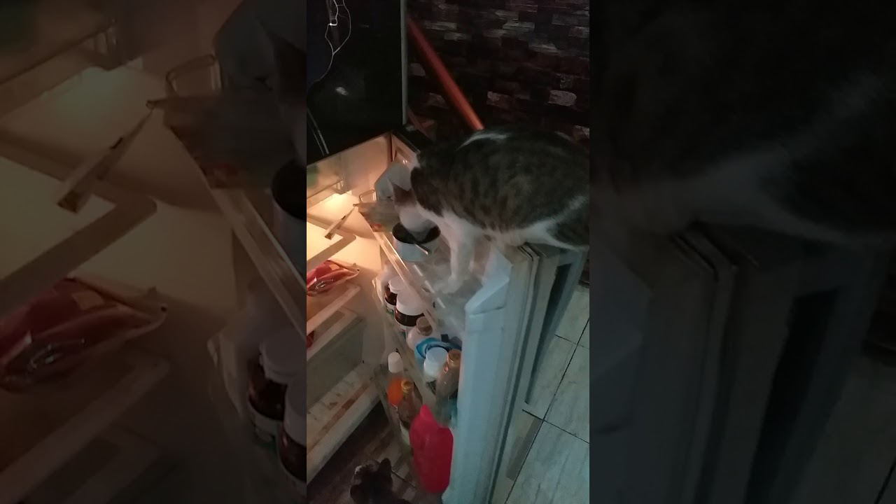 Kucing cari  makanan di kulkas  YouTube