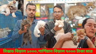 মিক্সড বিড়াল মাত্র ১০০০ টাকা  পার্শিয়ান বিড়াল ৭০০০ টাকা  Cat Price in Bangladesh_Katabon_Cat_price