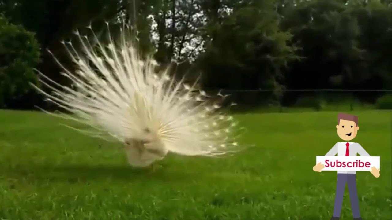 Tarian Burung Merak Putih Youtube