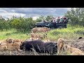 The NKUHUMA PRIDE on a BUFFALO 🦁🐃 LEOPARDS 🐆  and a HUGE herd of ELEPHANTS 🐘