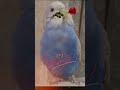 انتي ياليدي ياليل ويالعين الشامي حبيبي جيجي تصميمي    