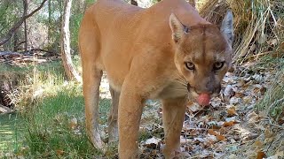 Huge Mountain Lion Caught On Camera (Arizona) by coyotecams 34,163 views 2 years ago 1 minute, 9 seconds