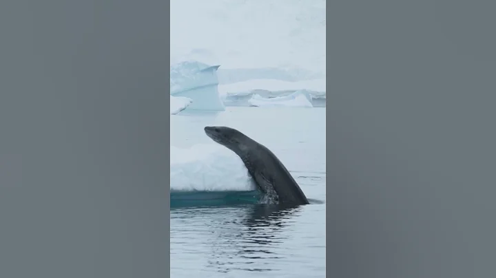 Wildlife Encounters: Leopard Seals in Antarctica thumbnail