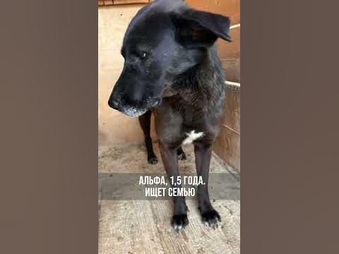 Собака в добрые руки телеграмм канал https://t.me/pomoch_chenkam #dog # ...