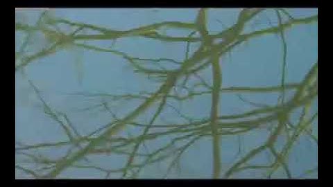 صلاة المغرب للشيخ محمد برهجي من المسجد النبوي الشريف 4 جمادى الأولى 1447 من سورة النساء