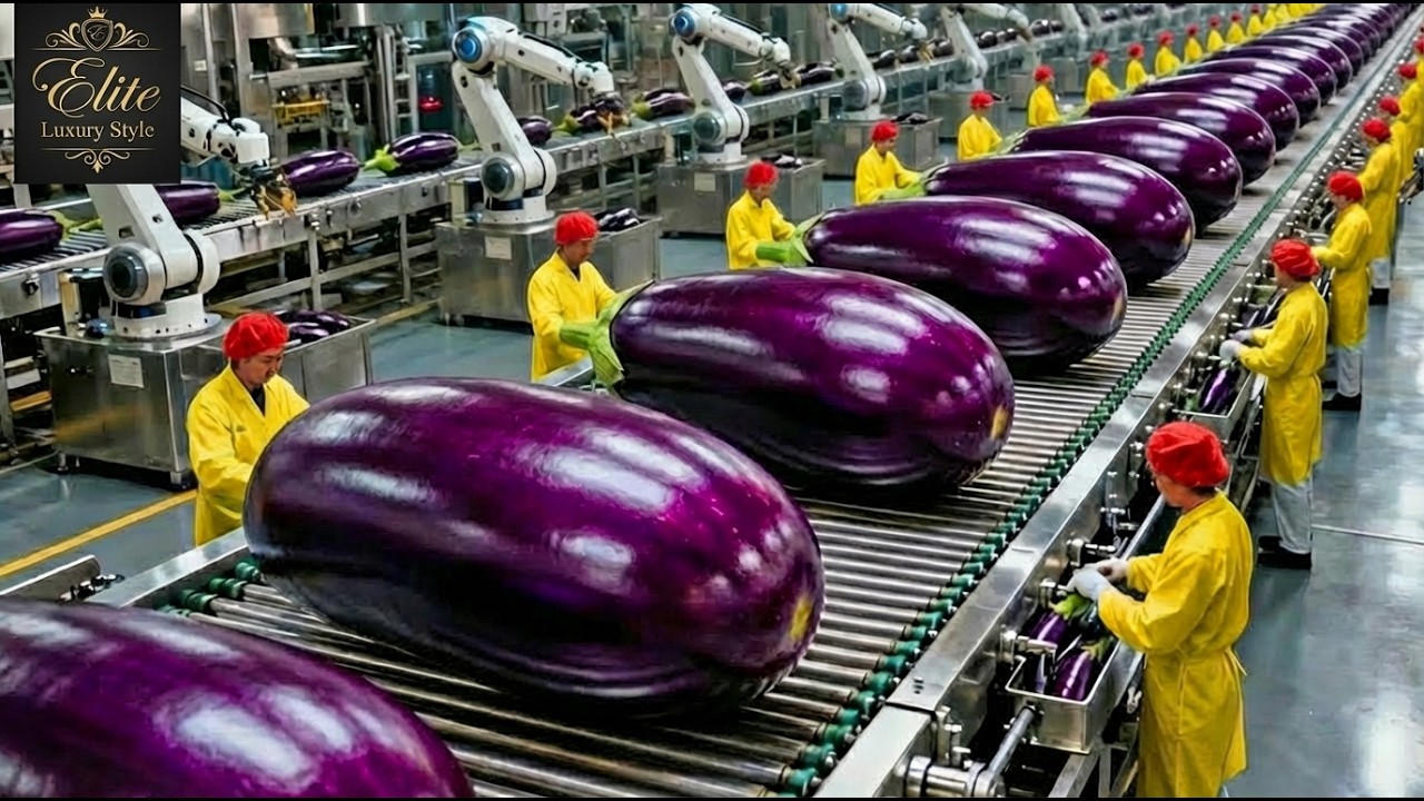 Inside the World’s Largest Eggplant Farm & Factory | Full Process from Seed to Harvest