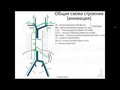 Общая анатомия лимфатической системы.  2022 07 11 11 12 24