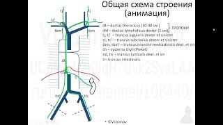 Общая анатомия лимфатической системы. 2022 07 11 11 12 24