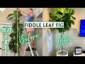 Pruning Fiddle Leaf Fig To Encourage Branching + How to Propagate | Ficus Lyrata
