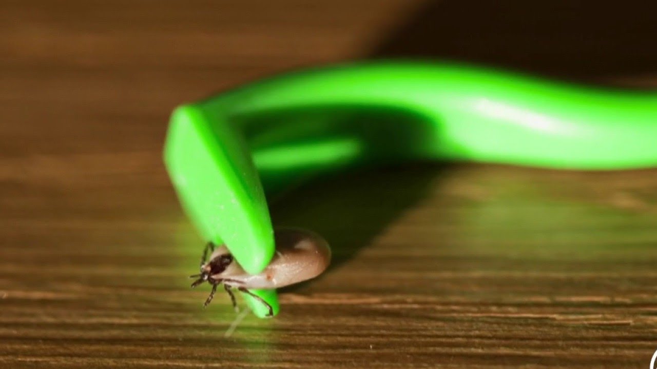 Santé - Maladie de Lyme : quelles solutions ?