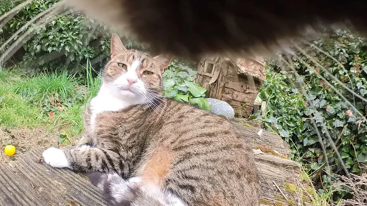 Cat wearing camera bullies all the neighbourhood cats