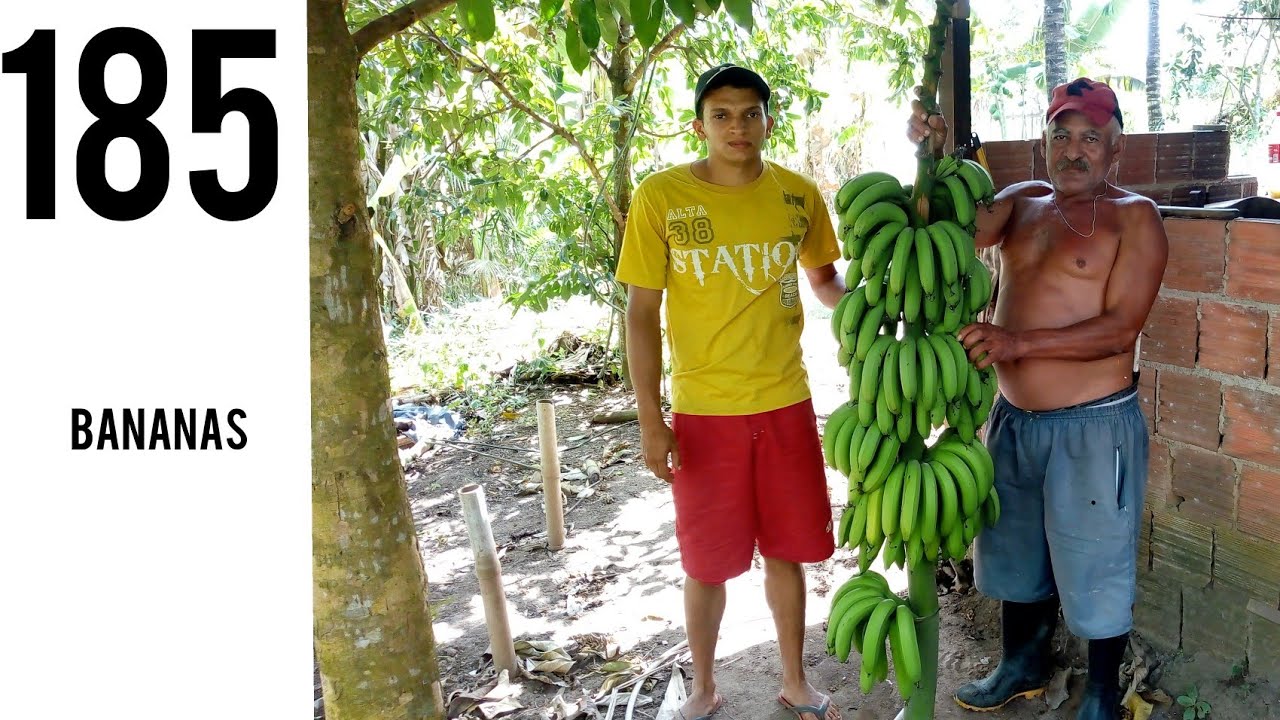 Cacho de banana gigante com mais de 90 kg é colhido no interior de SP;  VÍDEO, Santos e Região