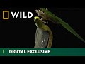 From Nymph to Wings: The Dragonfly Life Cycle | Asia’s Weirdest | National Geographic Wild UK