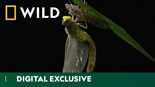 From Nymph to Wings: The Dragonfly Life Cycle | Asia’s Weirdest | National Geographic Wild UK screenshot 4