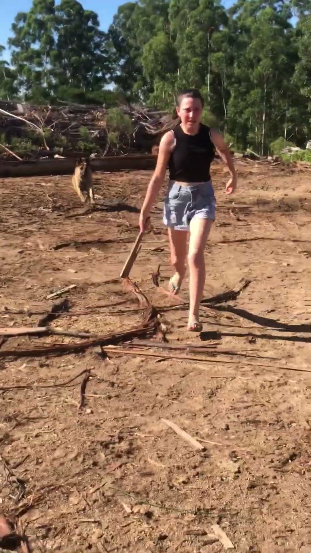 Dog Knocks Woman Down While Chasing Stick