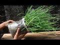 Grow Green Onion In Plastic Bag