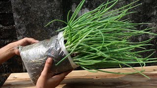 Grow Green Onion In Plastic Bag