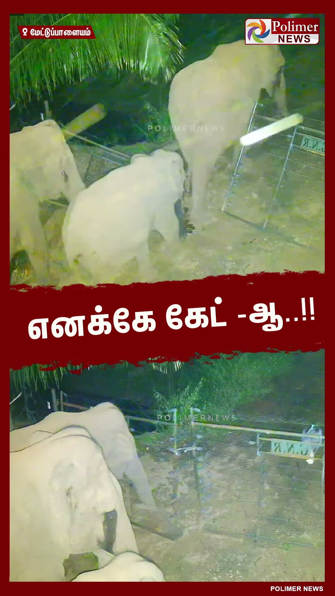 விவசாய தோட்டத்திற்குள் கேட்டை உடைத்து நுழைந்த யானைகள்..!! #shorts