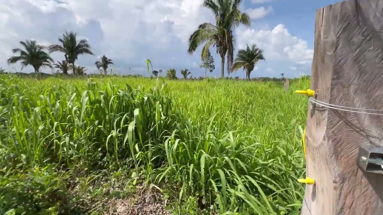 TERRA A VENDA OU ARRENDA 10,5 ALQUEIRES GOIANO