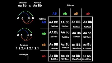 Genetics | Dihybrid Cross (Example 2)
