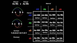 Genetics | Dihybrid Cross (Example 2)