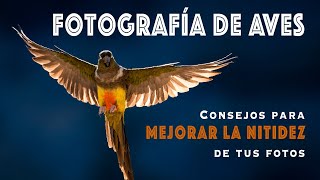 FOTOGRAFÍA DE AVES: mejora la NITIDEZ de tus FOTOS