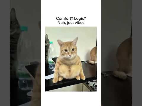 Subscribe For More Inspiring Content Funnycats Funnypets Funnyanimals