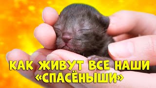 Спасение животных - 14 удивительных историй ДО и ПОСЛЕ / SANI vlog