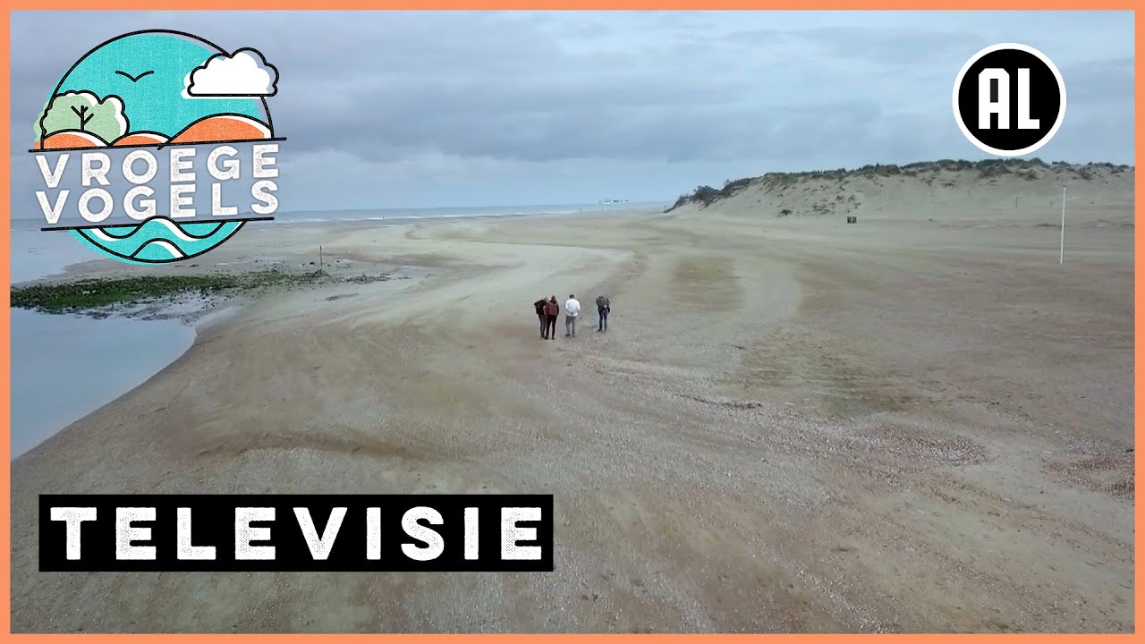 Fossielen haaientanden op strand van het Zwin | TV | Vroege Vogels