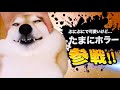 爆笑イッヌ全員参戦!!part15