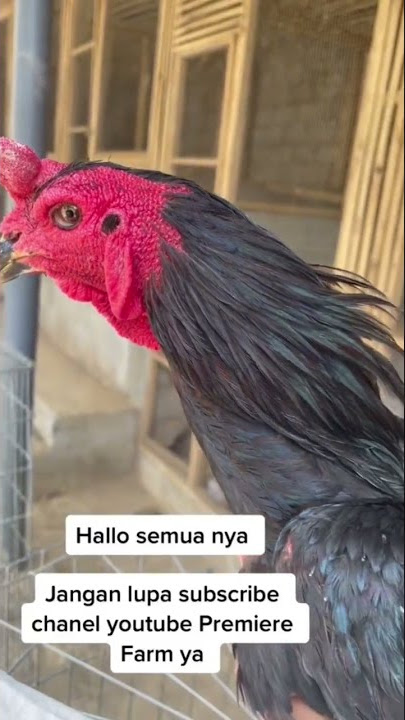 AYAM BLACK ROSE PACEK PREMIER FARM #ayambangkok #ayamimport #ayampakoy  #viral #ayamviral