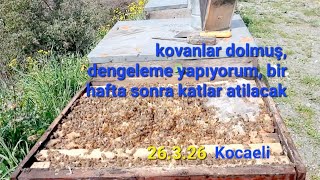 Arıcılık ilkbahar bakımı, kovanlar dolmuş, gelişim harika, polen gelimi çok güzel. KOCAELİ